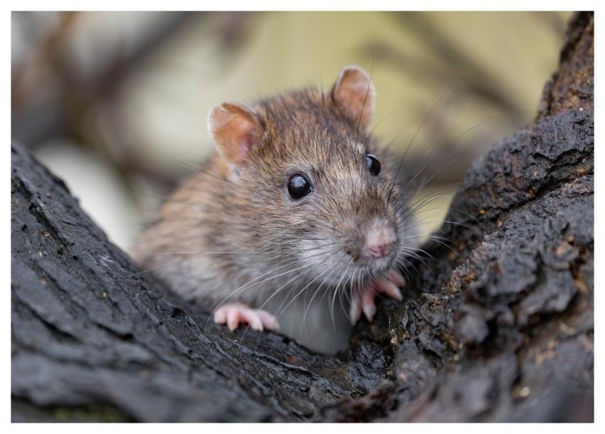 Rat Wild Rat Brown Rat Rodent