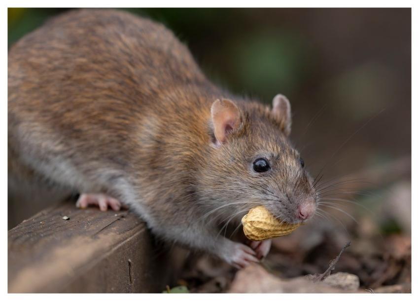 Rat Wild Rat Brown Rat Rodent