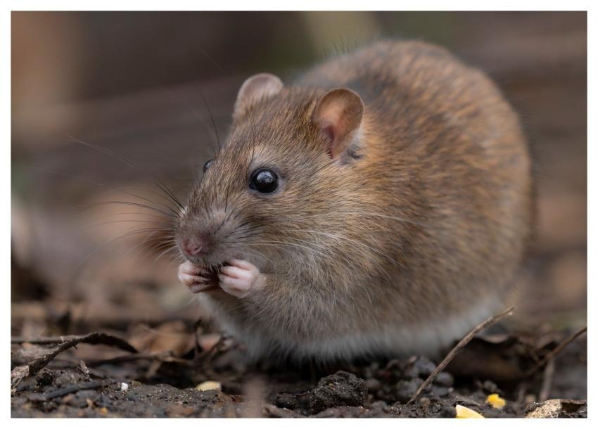 Rat Wild Rat Brown Rat Rodent