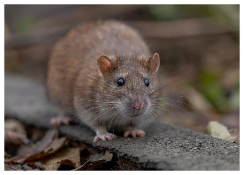 Rat Wild Rat Brown Rat Rodent