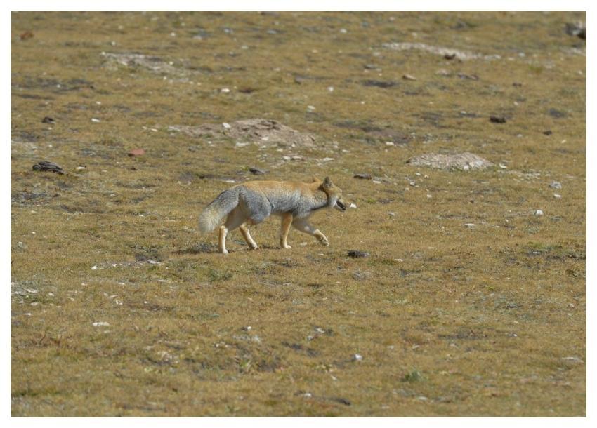 Tibetan Fox Animal Nature Wildlife