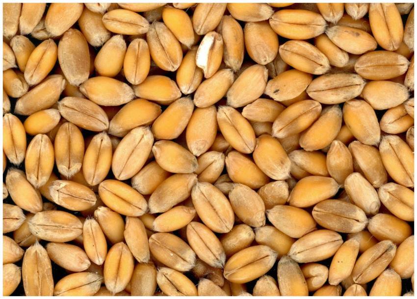 Detailed close-up of wheat grains showcasing textu