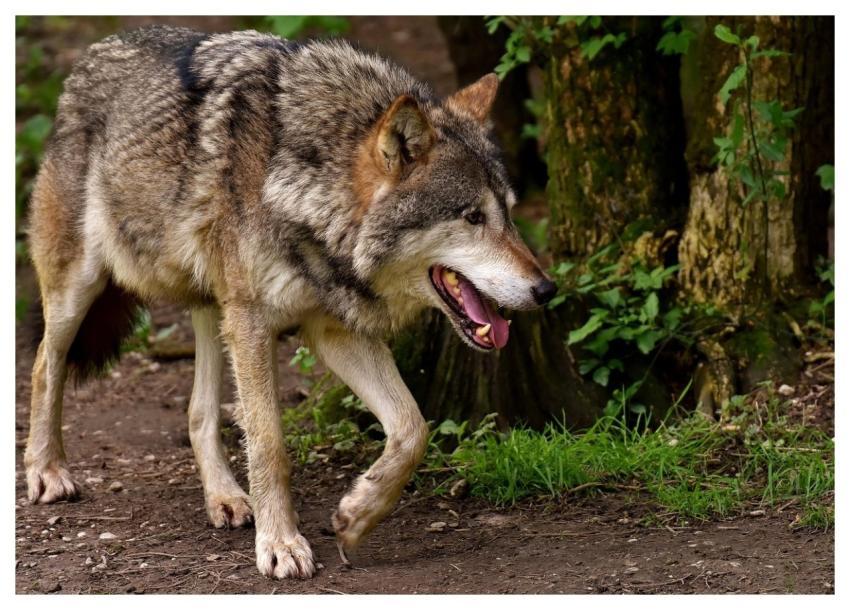 Wolf Wild Animal Wildlife Predator