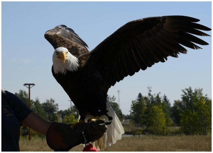 A stunning bald eagle perched on a trainer's arm w
