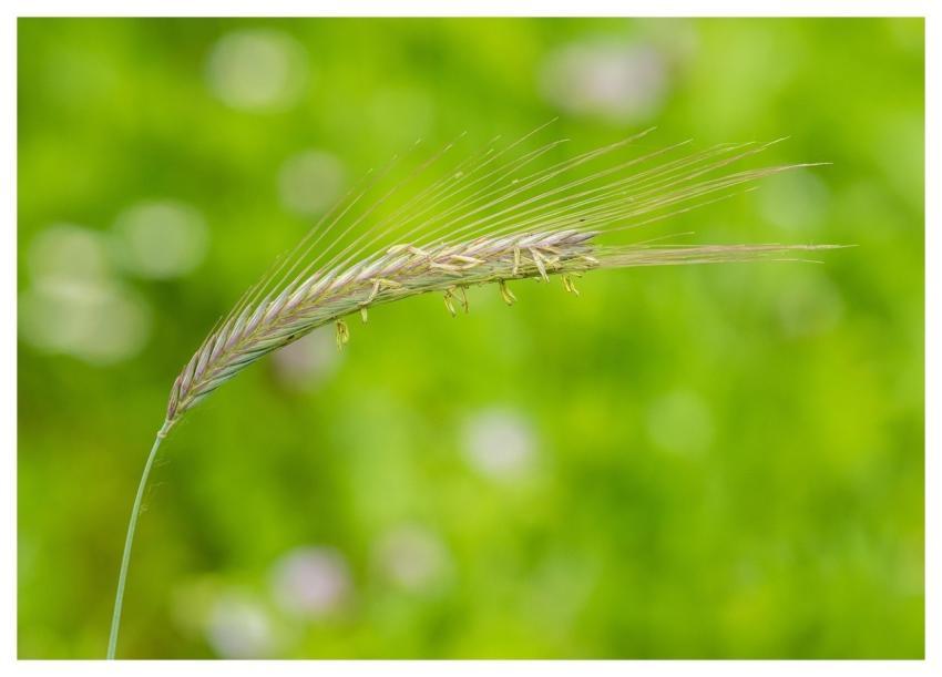 Barley Barley Corn Corn Barley Grain