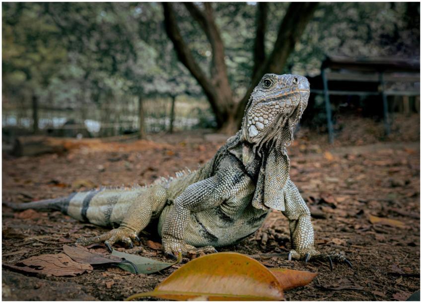 Close-up of an iguana in a jungle setting in Medel