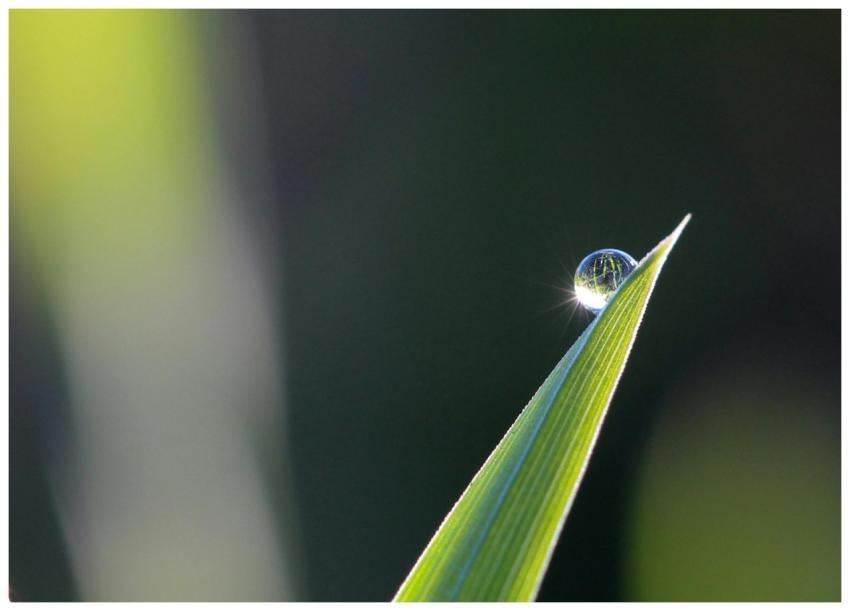 Close-up of a dew drop on a grass blade with a blu