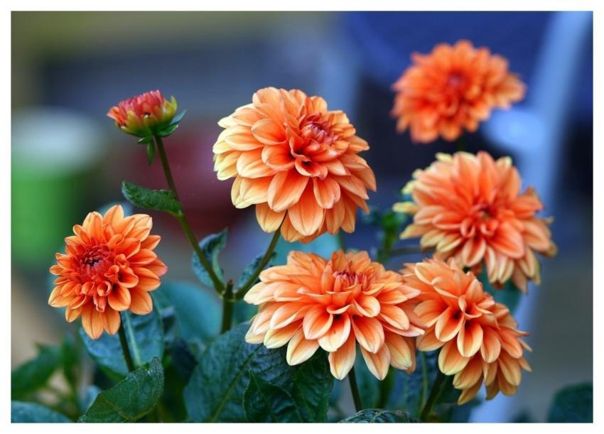 Dahlias Nature Flora Blossom