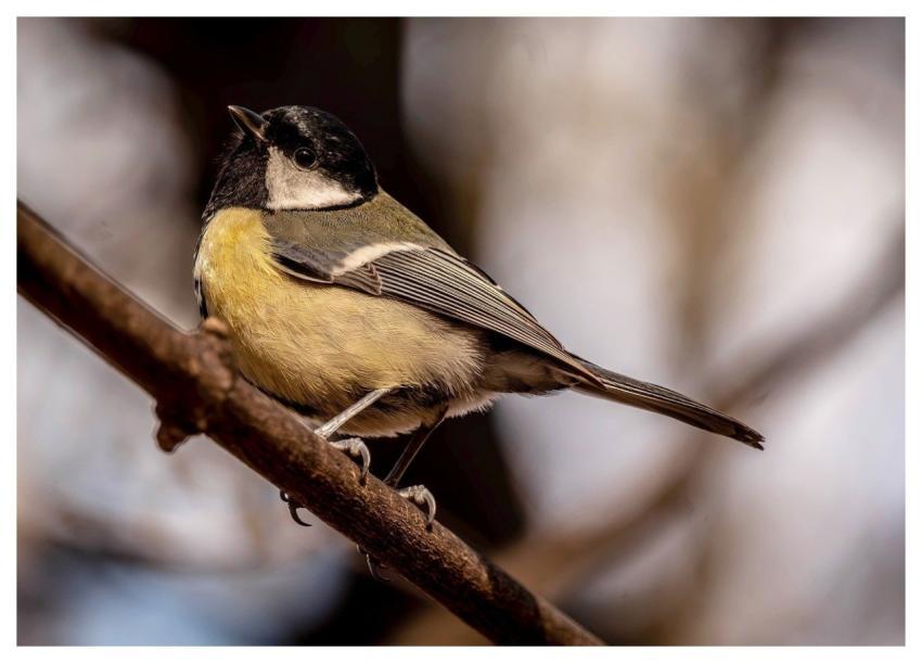 Titmouse Bird Branch Winter