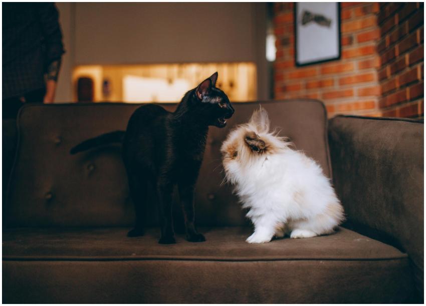 A charming photo of a black cat and a fluffy rabbi