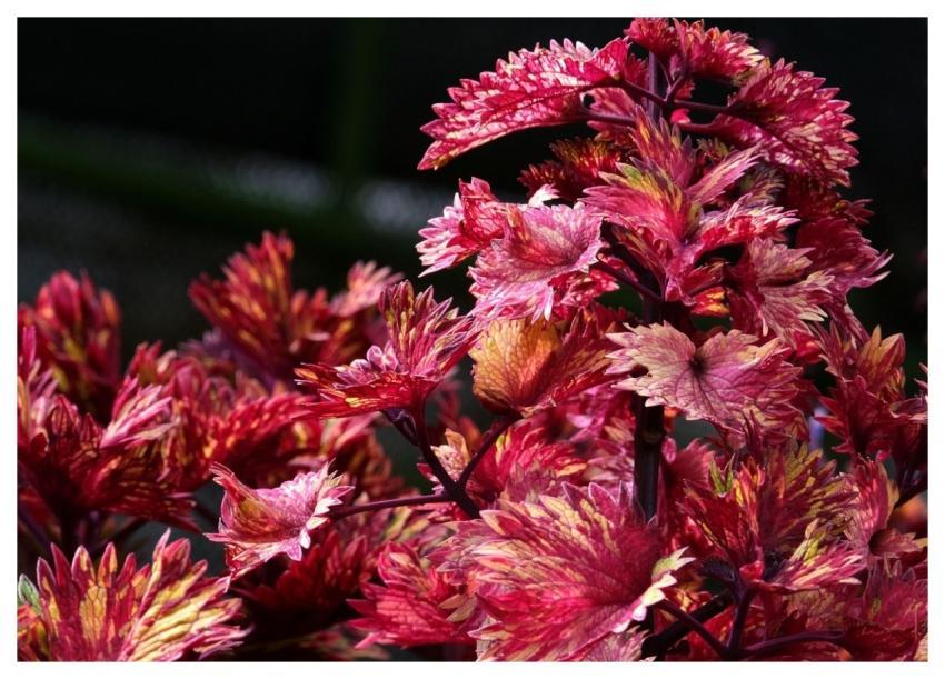 Nature Coleus Leaves Botany