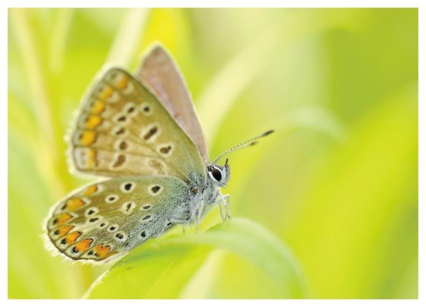 Butterfly Insect Nature Common Blue