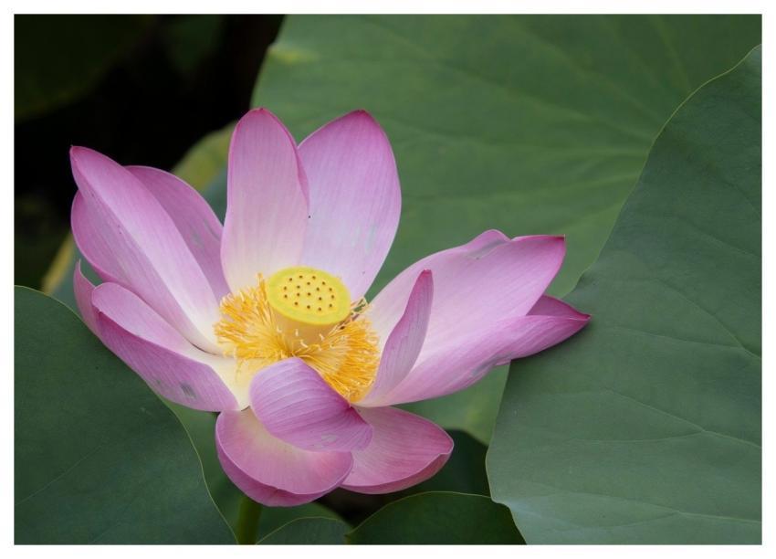 Lotus Flower Pond Plant