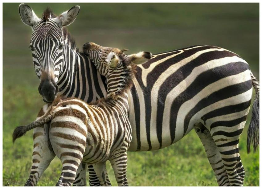A close-up of a zebra mother and her foal sharing