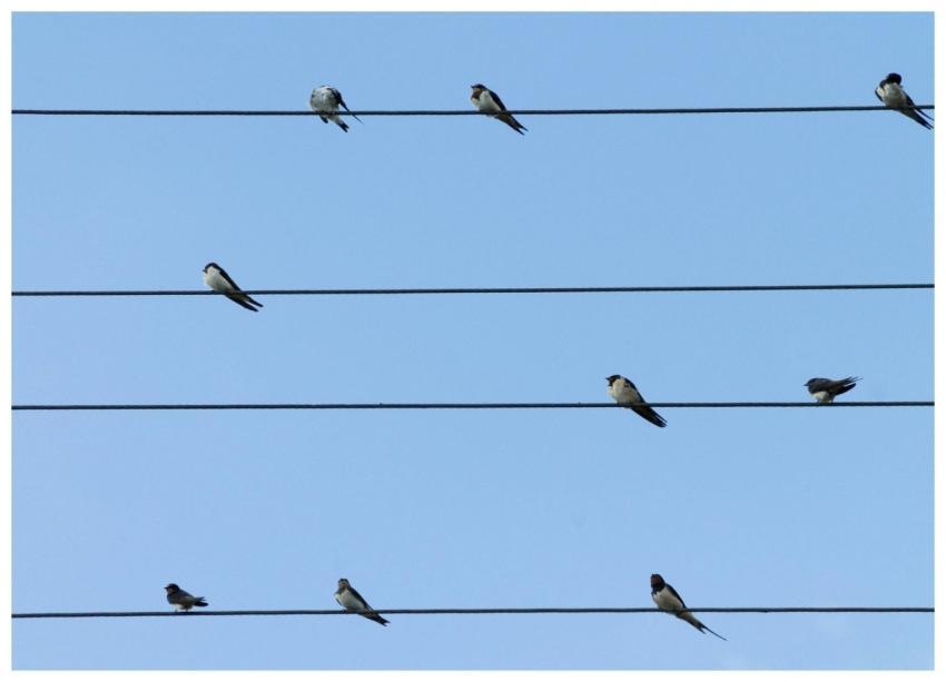 A group of swallows resting on power lines against