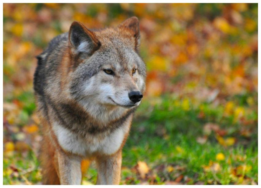 A detailed close-up of a wolf amidst vibrant autum
