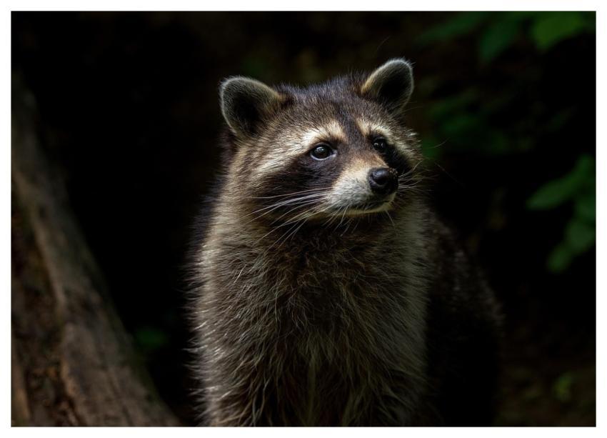 Raccoon Animal Nature Mammal