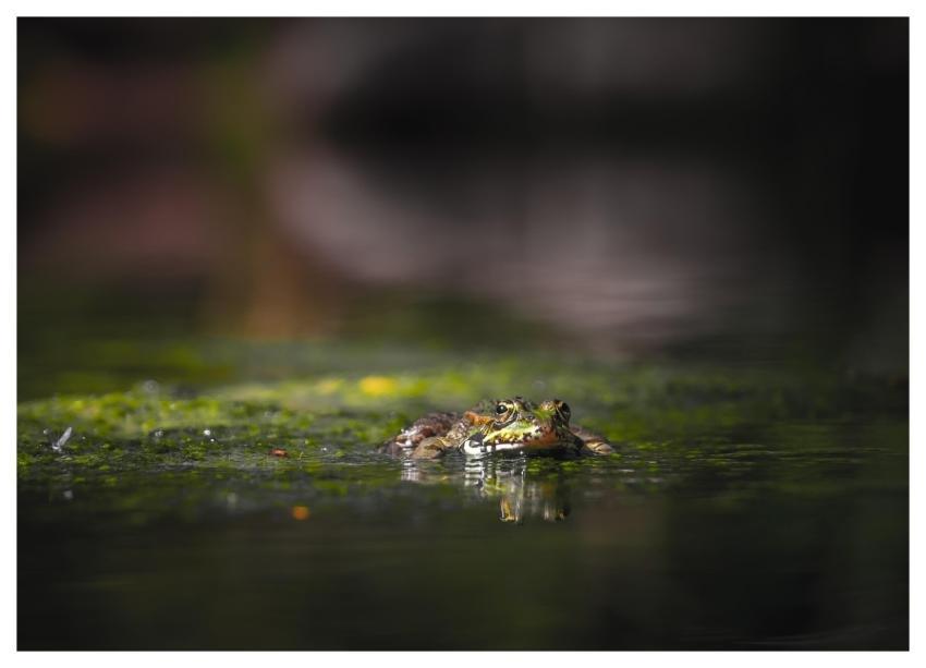 Frog Reptiles Moss Nature