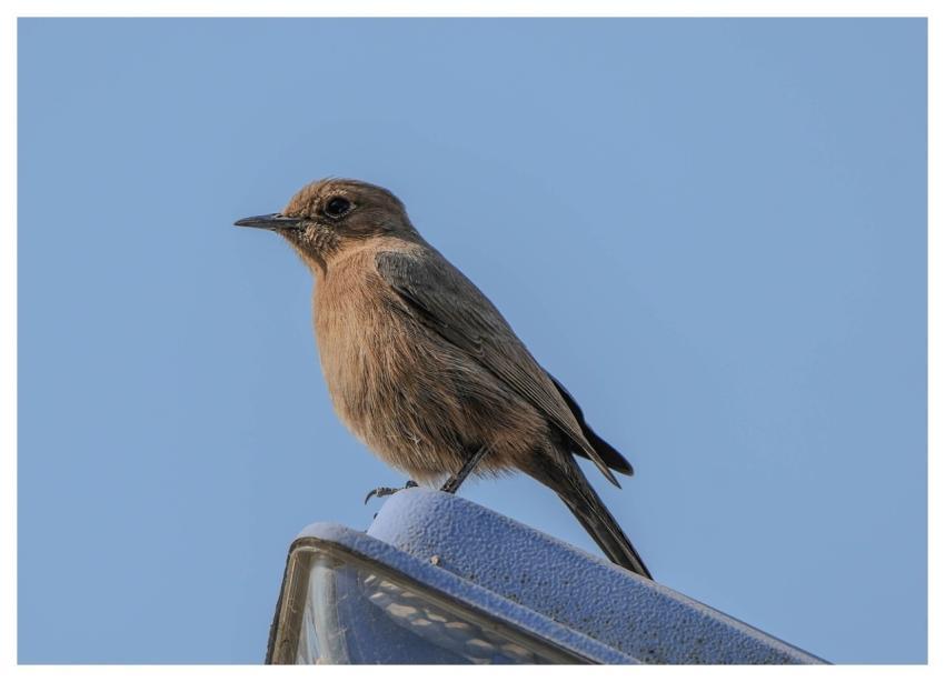 Brown Chat Wren Bird Nature