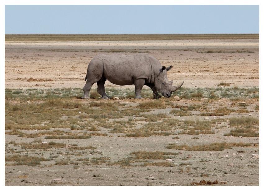 Rhinoceros Savannah Etosha Namibia