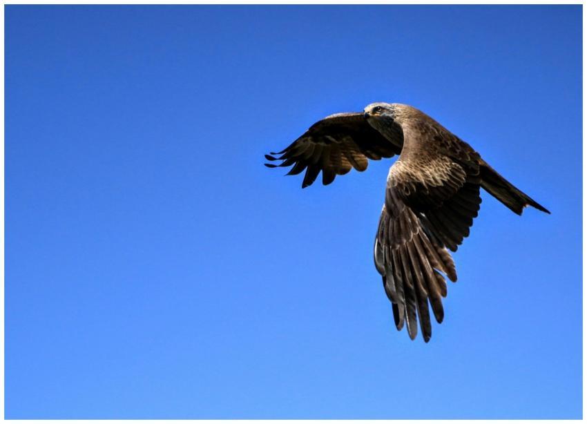 Majestic bald eagle flying high against clear blue