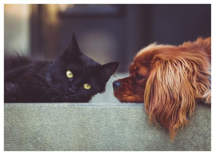 Dog Cat Pets Mammals