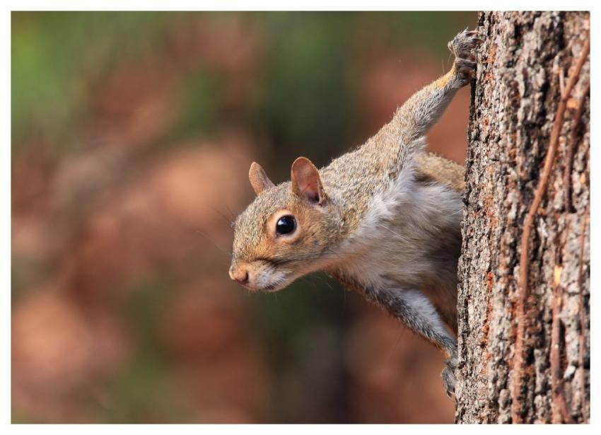 Squirrel Wildlife Nature Animal