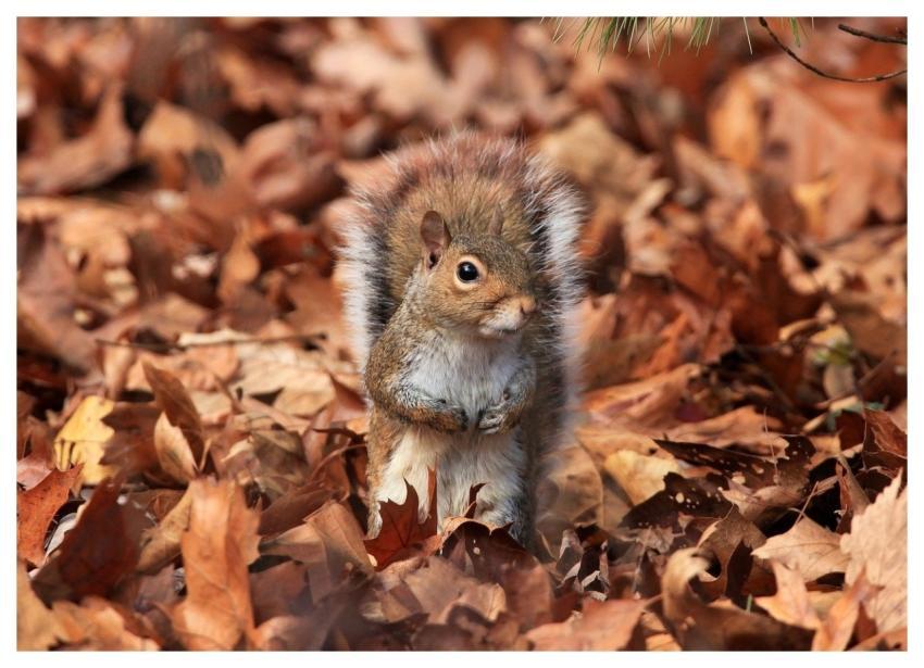 Squirrel Wildlife Animal Nature