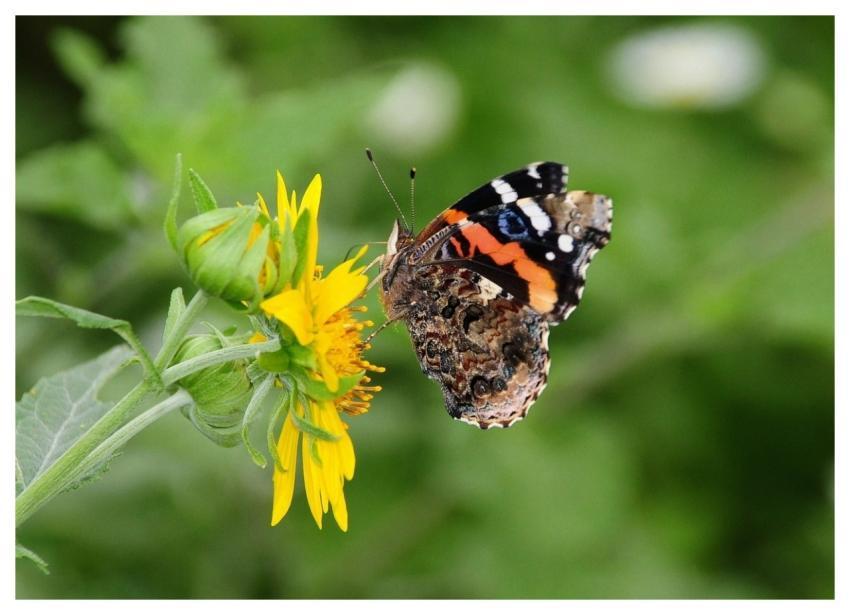 Butterfly Nature Wings Flower