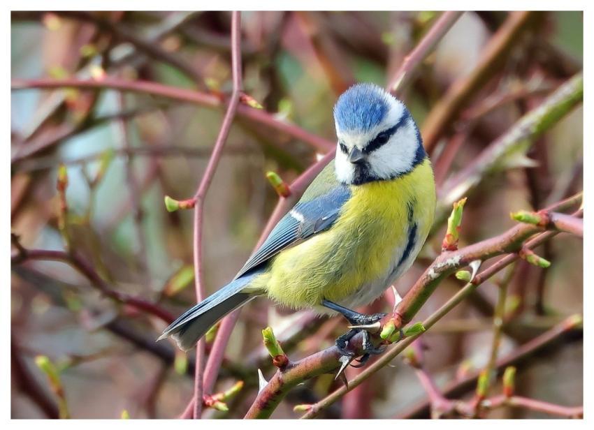 Bird Cheese Ornithological Nature