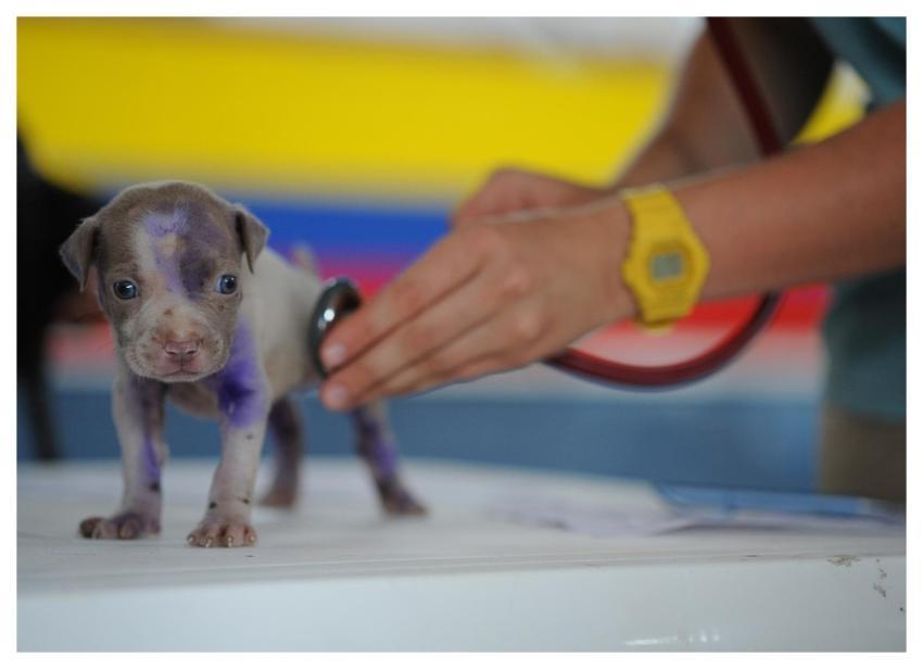 Dog Animal Puppy Canine