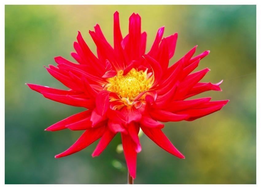 Dahlia Red Flower Petals