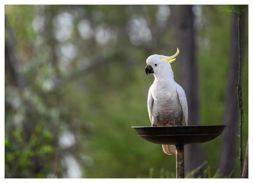 Sulphur-Crested Cockatoo Cockatoo Bird Animal