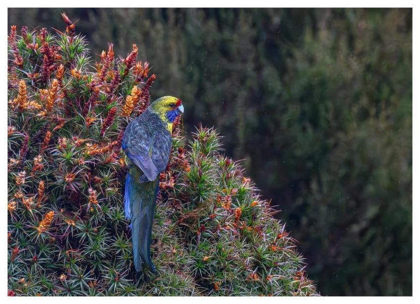 Tasmanian Rosella Green Rosella Parrot Bird