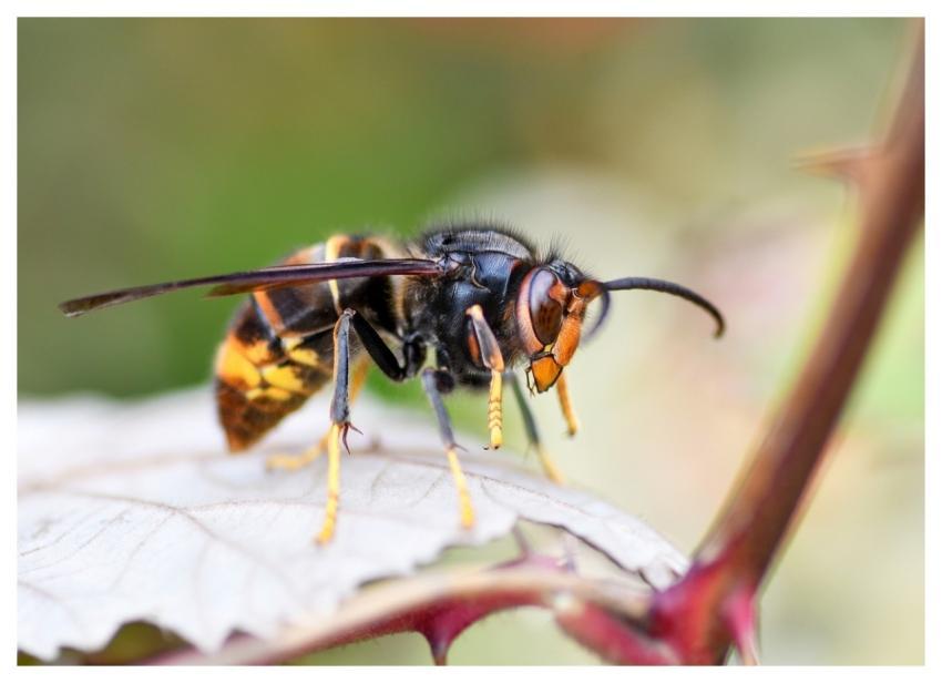 Hornet Asian Insect Wasp