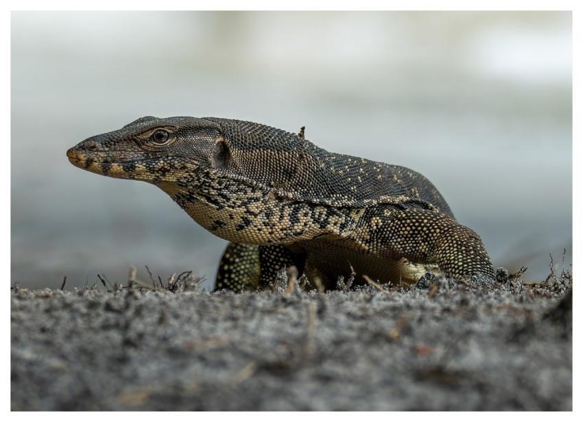 Monitor Lizard Varanus Reptile Rainforest