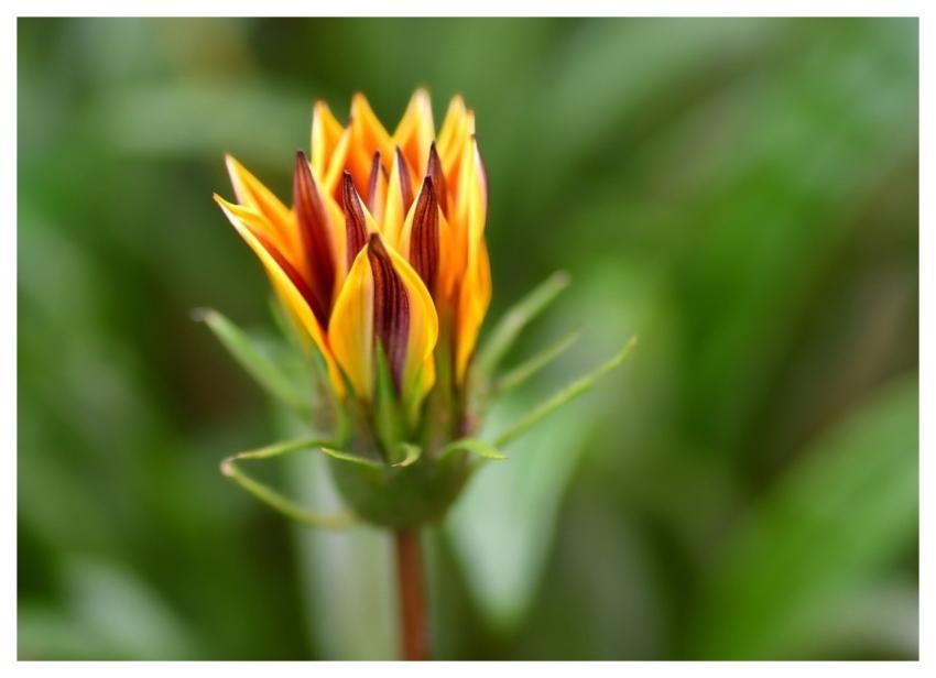 Gazania Flower Flower Wallpaper Garden