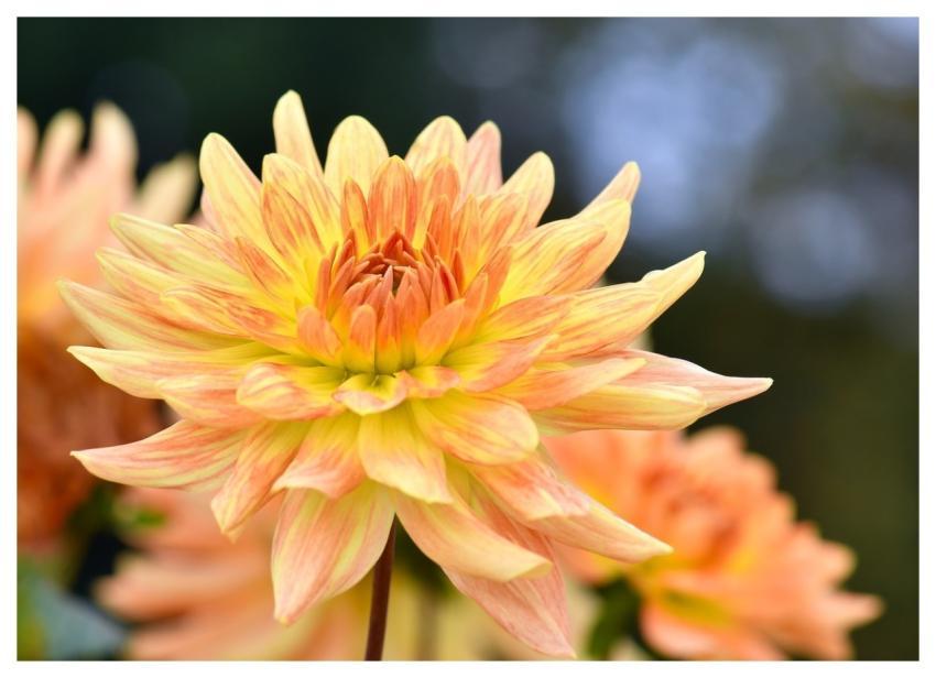 Dahlia Nature Flower Background Flower