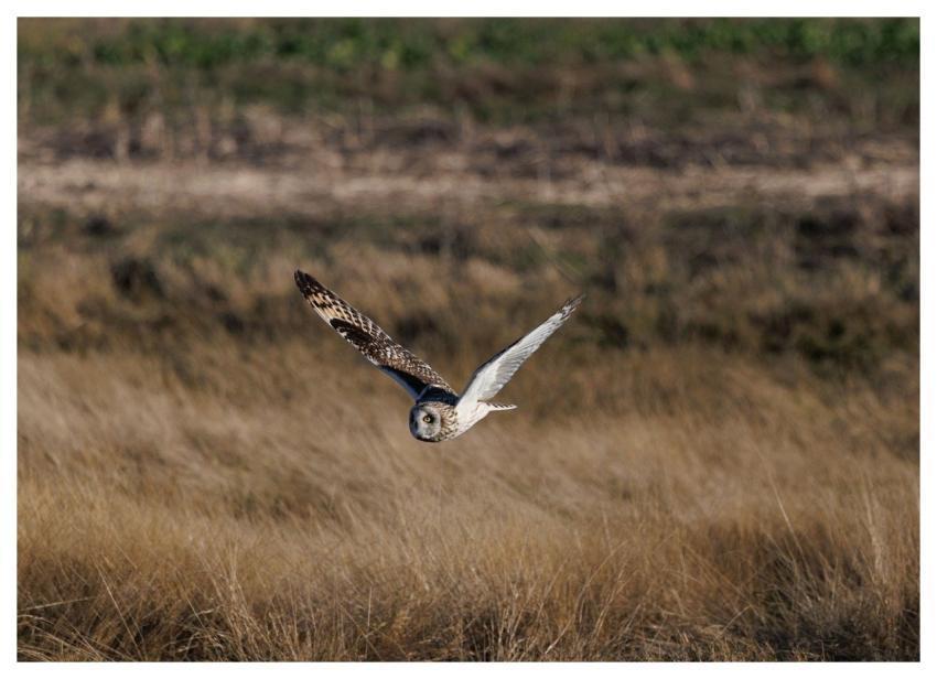 Short-Eared Owl Owl Bird Nature