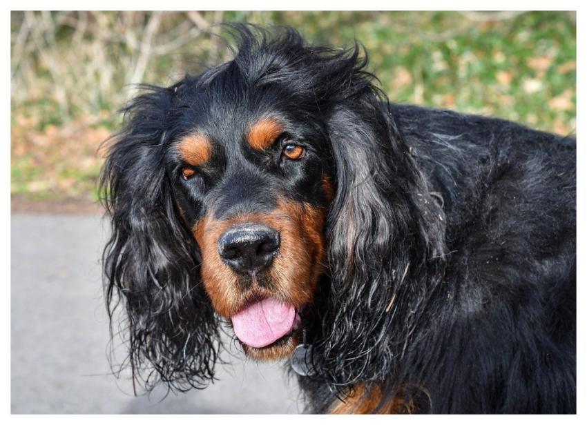 Setter Gordon Dog Animal