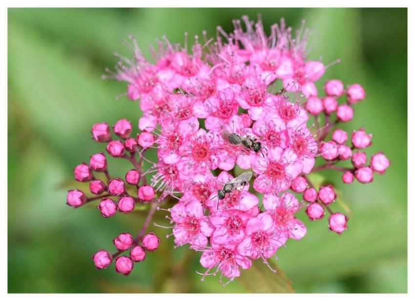 Japanese Spirea Flower Pink Insect