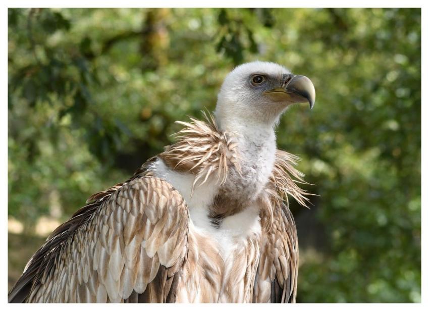 Vulture Bird Animal Nature