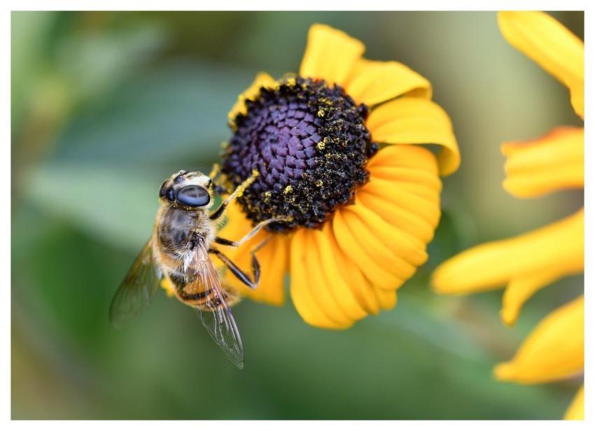 Hoverfly Insect Fly Bee