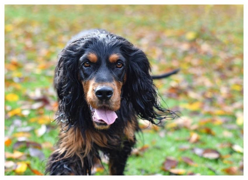Dog Setter Gordon Animal