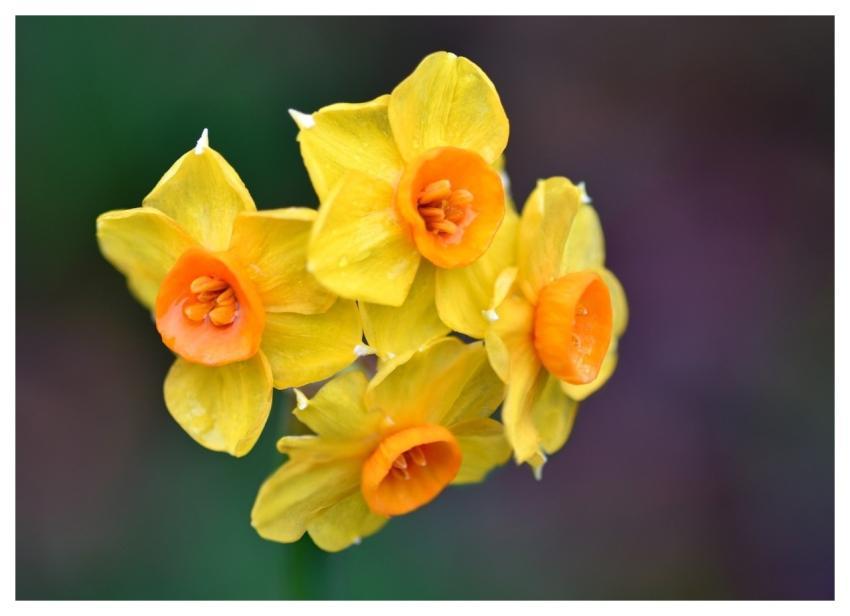Narcissus Yellow Orange Macro