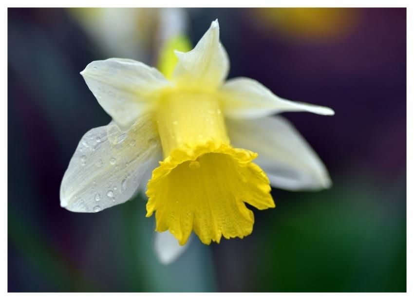 Daffodil Beautiful Flowers Flower Yellow