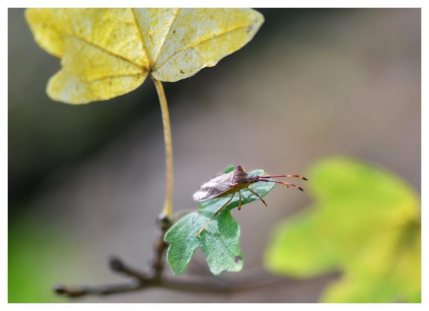 Bug Insect Nature Macro