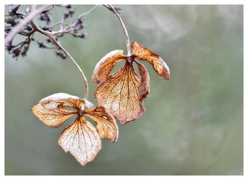 Hydrangea Flower Faded Dried