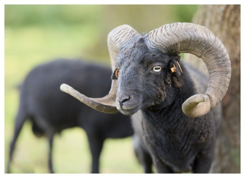 Ram Sheep Animal Mammal