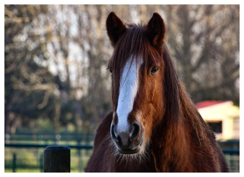 Horse Equine Animal Brown